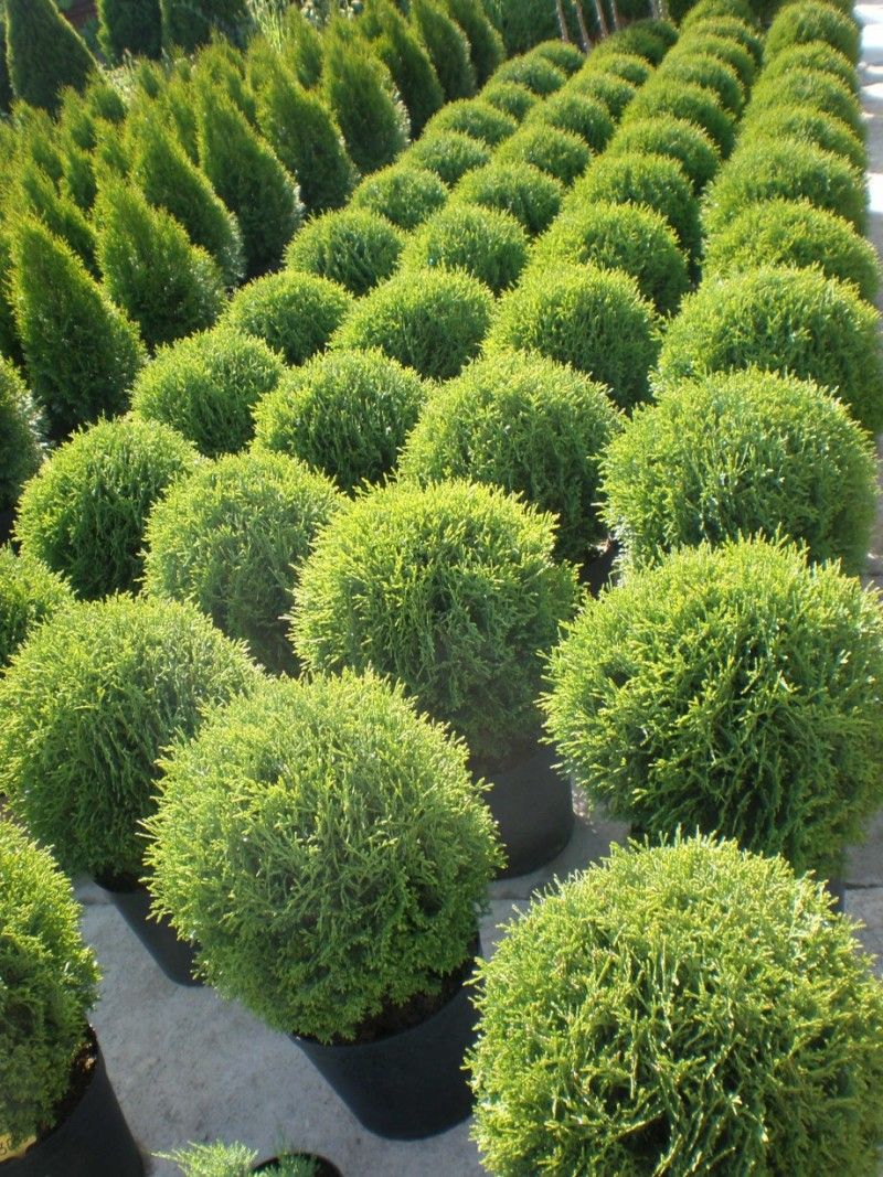 Thuja occidentalis 'Tiny Tim'